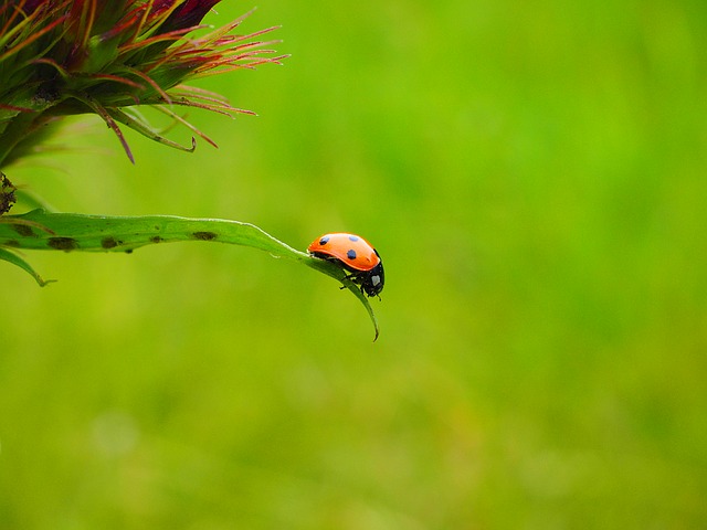 ladybug-1271960_640